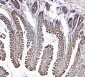 Anti-MVP Antibody Picoband™ (monoclonal, 8B12)